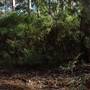 Boranup Karri Forest Margaret River