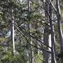 Denmark/Albany Forest Roads