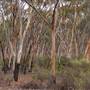 Lake Lefroy, Kambalda