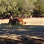 Mingah Mia Family Farm