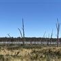 Dead Man's Swamp Nature Reserve