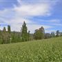 Bickley-Carmel Valley