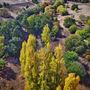 Golden Valley Tree Park