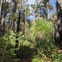 Dwellingup State Forest