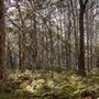 Boranup Karri Forest Margaret River