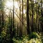 Dwellingup State Forest