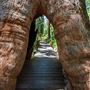 Valley of the Giants