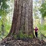 Pemberton - Warren National Park