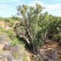 Stockyard Gully National Park