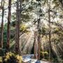 Boranup Karri Forest Margaret River