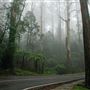 Denmark/Albany Forest Roads