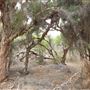 Lightning Swamp Bushland