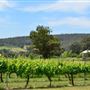 Myattsfield Vineyards
