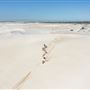 Pinnacles - Nambung National Park