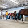 Gold Front Breeding & Racing