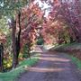Slab Gully Road