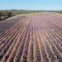 Yanchep Lavender Estate