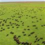 Pardoo Wagyu Station