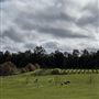 Murray Farm