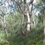 Kings Park