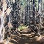 Jarrahdale Pine Plantations