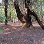 Jarrahdale Pine Plantations