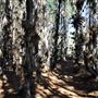 Jarrahdale Pine Plantations