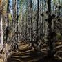 Jarrahdale Pine Plantations