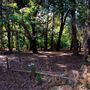 Jarrahdale Pine Plantations