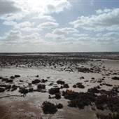 Lake King