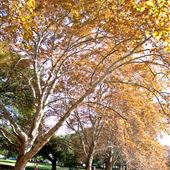 Hyde Park