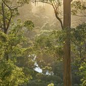 Pemberton - Warren National Park