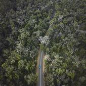 Boranup Karri Forest Margaret River