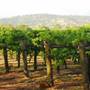 Faber  Vineyard, Swan Valley