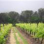 Faber  Vineyard, Swan Valley