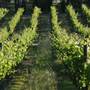 Sandalford Vineyards