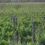 Sandalford Vineyards