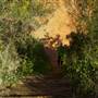 Walga Rock