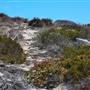 Abrolhos Islands - East Wallabi