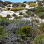 Abrolhos Islands - East Wallabi