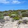 Abrolhos Islands - East Wallabi