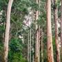 Pemberton