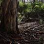 Boranup Karri Forest Margaret River