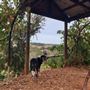 Little Hill Farm Bridgetown