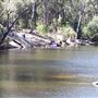 Lane Poole Reserve Dwellingup