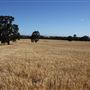 West Arthur- Farmland