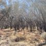 Dead Man's Swamp Nature Reserve