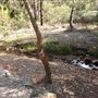 Lesmurdie Falls