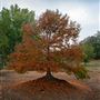 Golden Valley Tree Park