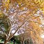 Hyde Park
